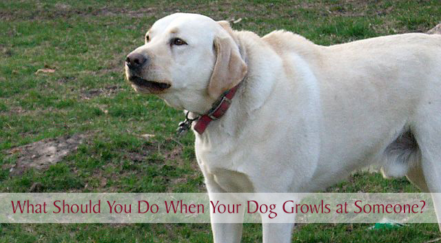 dog growling at family members