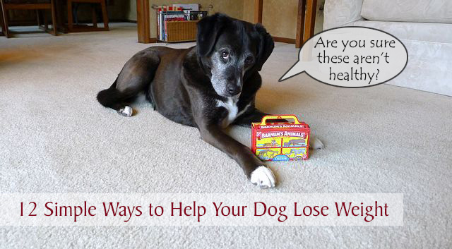 12 Simple Ways To Help Your Dog Lose Weight Chasing Dog Tales