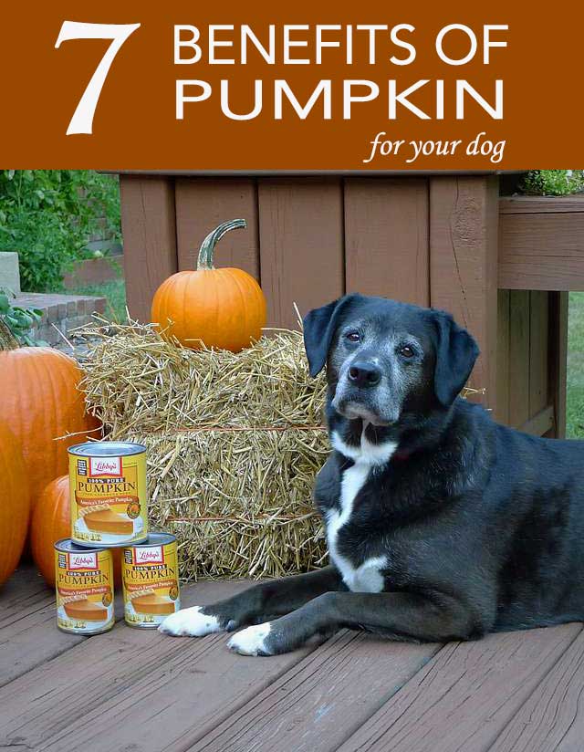 is pumpkin a laxative for dogs