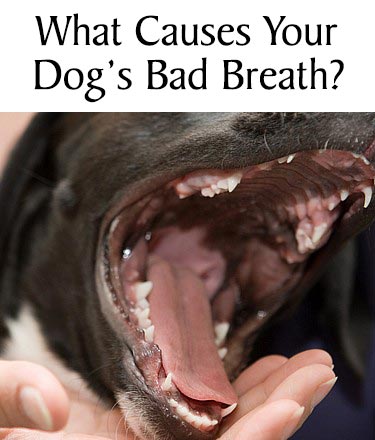 what causes dogs to have bad breath