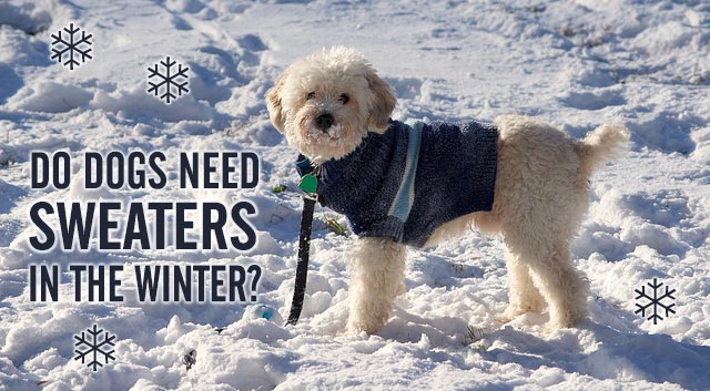 Do Dogs Need Sweaters In The Winter Chasing Dog Tales