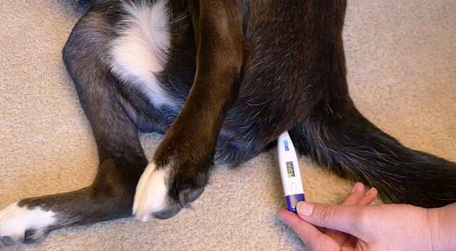 how-to-take-your-dog-s-temperature-chasing-dog-tales