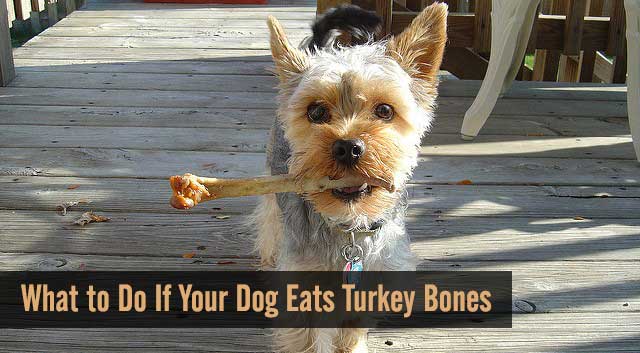 Your Dog Eats Turkey Bones 