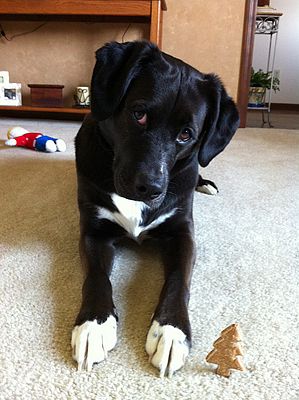 Homemade Dog Treats