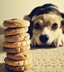 Dog begging for cookies