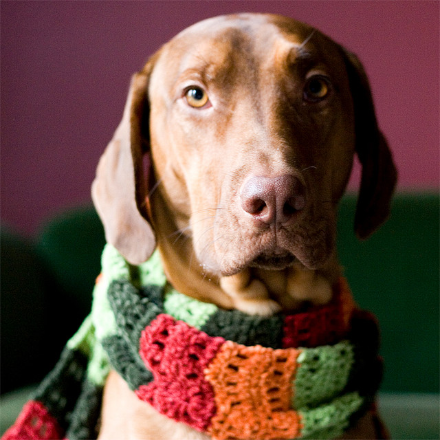 Dog with Scarf