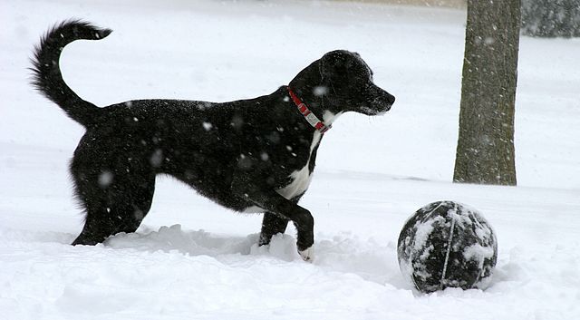 Ways to Exercise Your Dog in the Winter