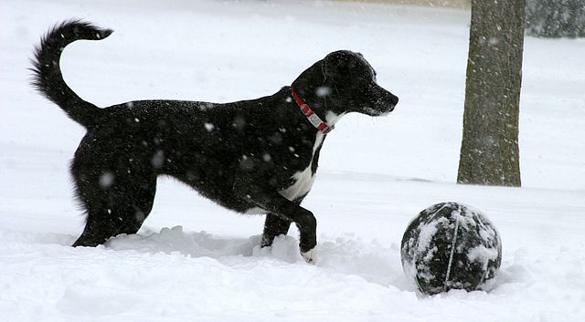 How to Keep Dogs Busy Indoors During Winter Months to Avoid the Cold  Weather Blues!