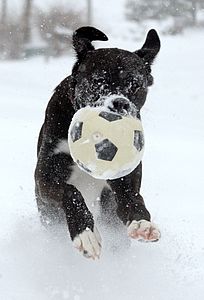 Dog playing soccer in the snow