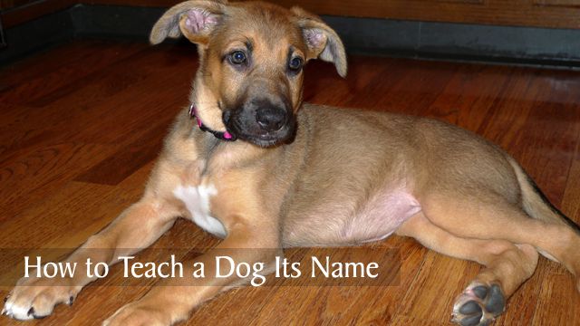 how do you teach a dog its name