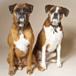 Male and Female Boxers