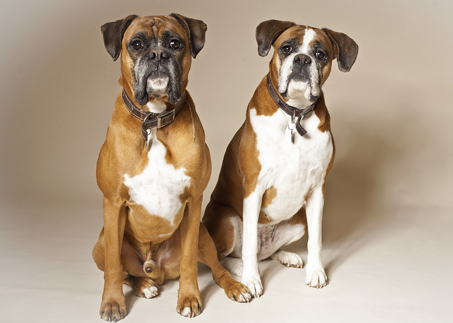 Male and Female Boxers