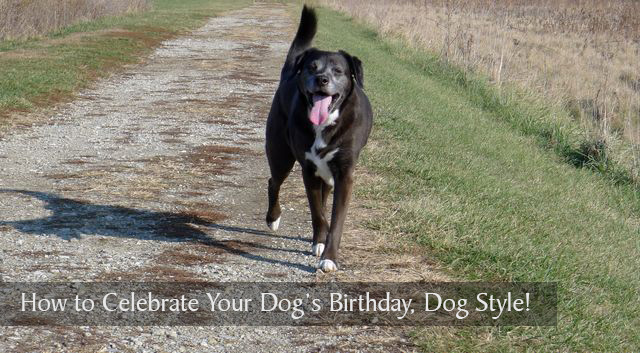 Celebrate Your Dog's Birthday, Dog Style