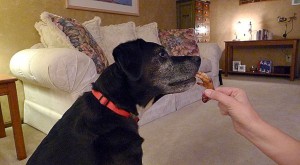 Dog Eating Chicken Foot