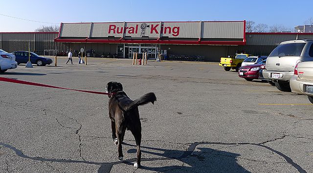 Dog Friendly Stores - Rural King