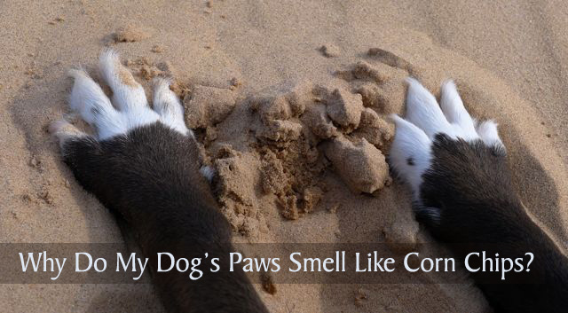 Dog’s Paws Smell Like Corn Chips