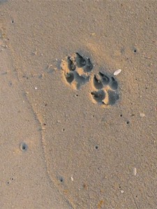 Dog Paw Prints in Sand