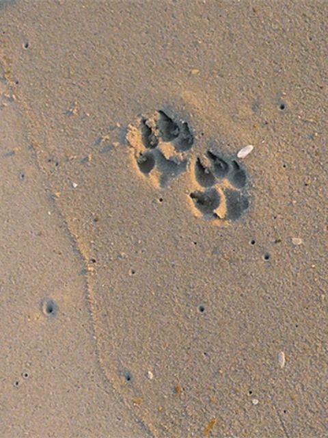 Dog Paw Prints in Sand