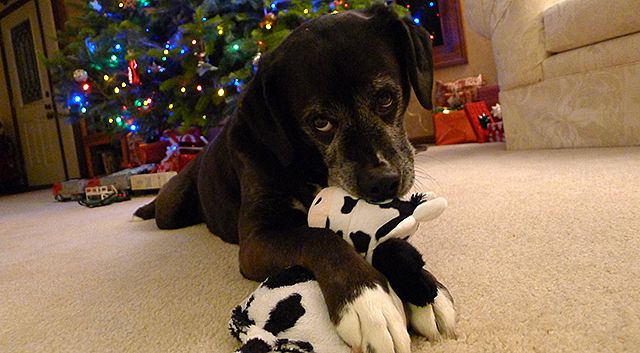 Dog with Cow Toy