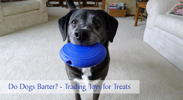 How do dogs think of toys? 