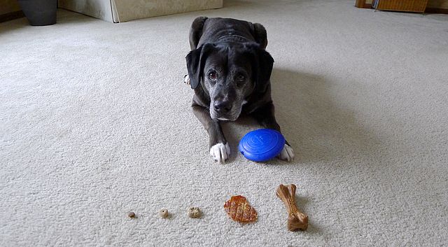 Do Dogs Barter? - Trading Toys for Treats