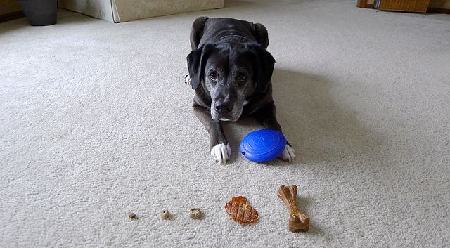 Do Dogs Barter? – Trading Toys for Treats | Chasing Dog Tales