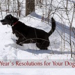 2015 New Year's Resolutions for Your Dog