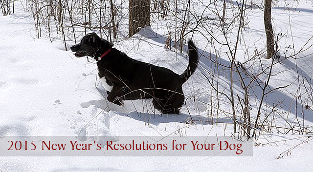 2015 New Year's Resolutions for Your Dog
