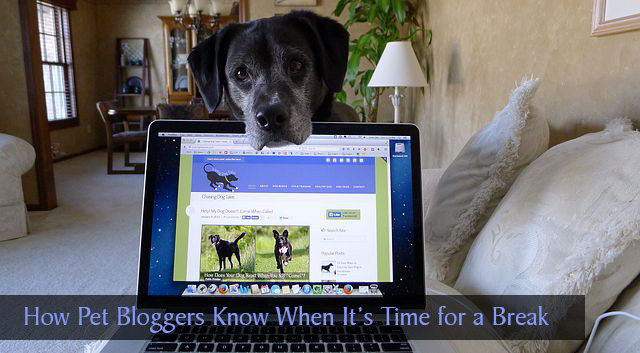 How Pet Bloggers Know When It's Time for a Break