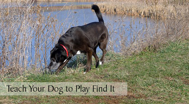 Teach Your Dog to Play Find It