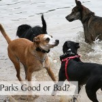 Are Dog Parks Good or Bad?