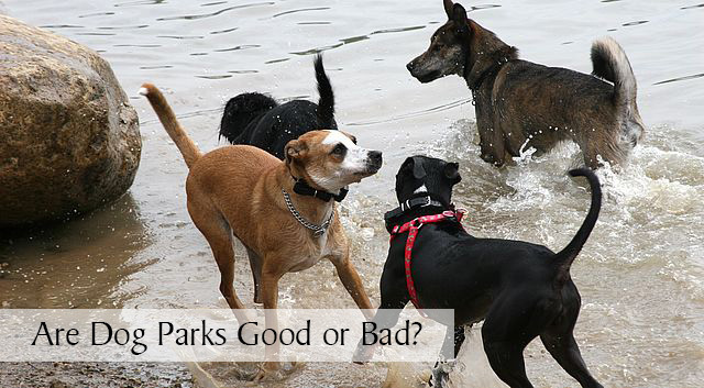 Are Dog Parks Good or Bad?