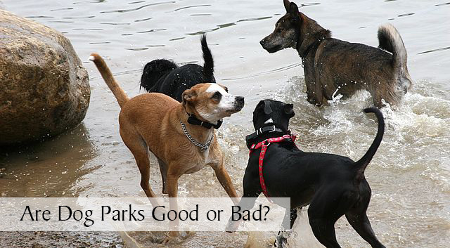 are dog parks good or bad for dogs