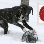 The Liebster Award - Chasing Dog Tales
