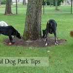 15 Helpful Dog Park Tips