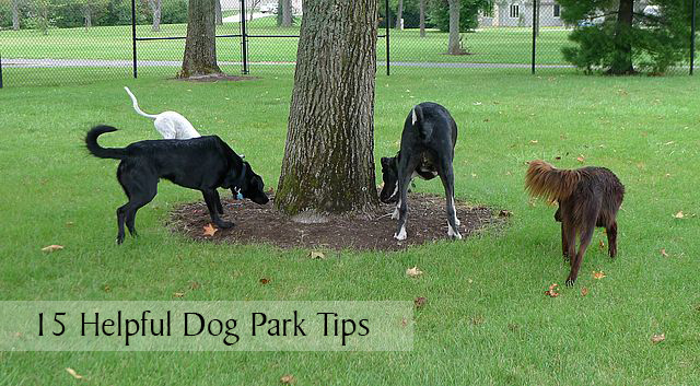 15 Helpful Dog Park Tips