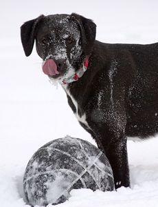 Dog Playing Basketball in the Snow