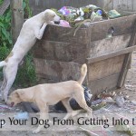 How to Stop Your Dog From Getting Into the Trash