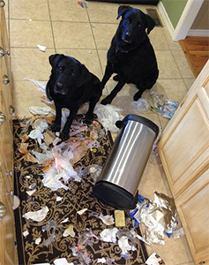 Two Dog Getting Into the Trash Can
