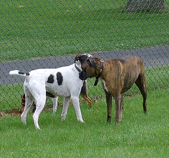 Two Dogs at the Dog Park