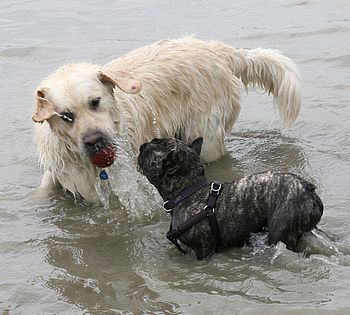 Two Dogs at Water Dog Park