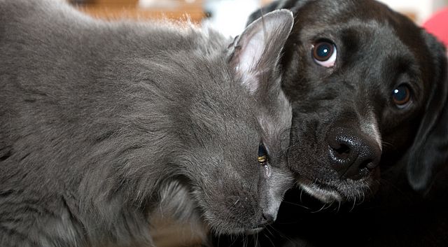 Cat Loving a Dog