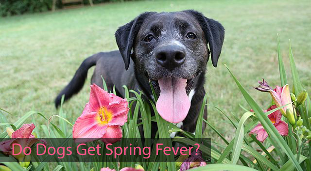 Do Dogs Get Spring Fever?