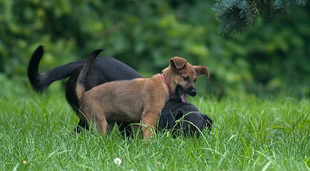 Dogs Having a Playdate