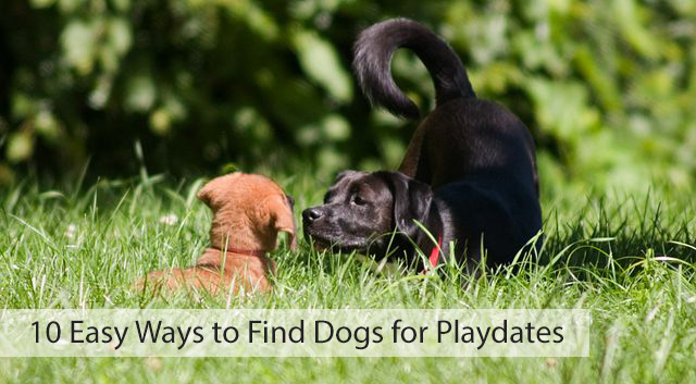 10 Easy Ways to Find Dogs for Playdates