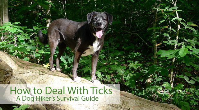 How to Deal With Ticks