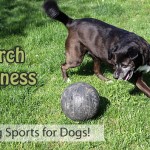 March Madness - Sports for Dogs