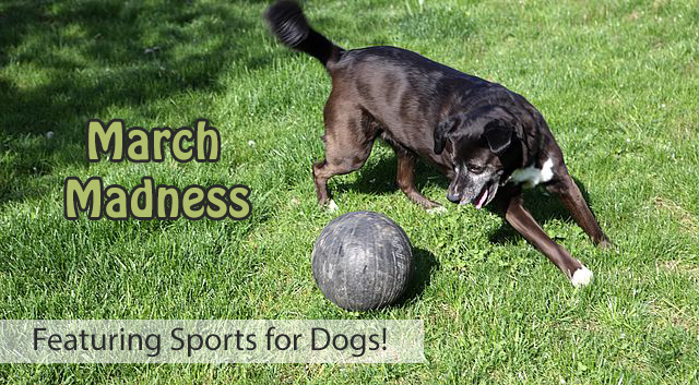 March Madness - Sports for Dogs