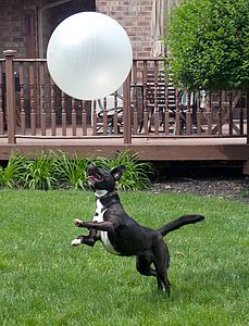 Dog with Exercise Ball