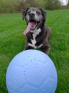 Dog with One World Futbol